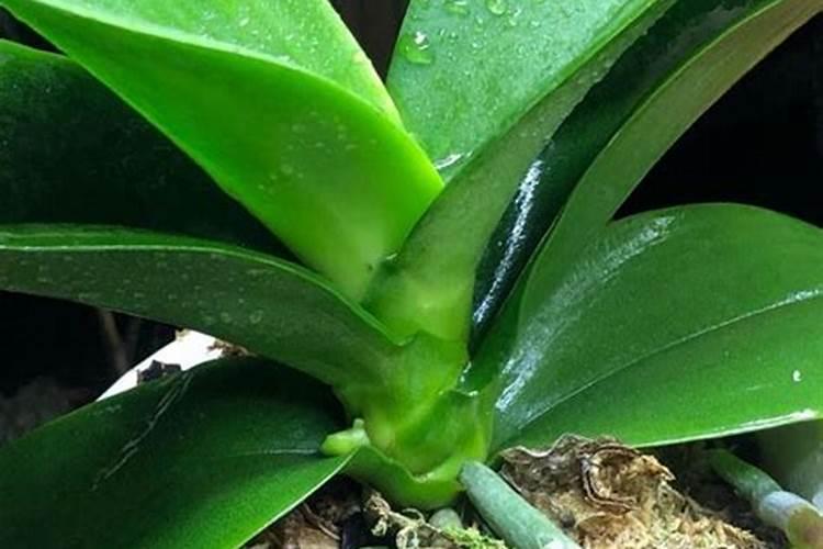蝴蝶兰什么时候才需要补磷钾肥促花