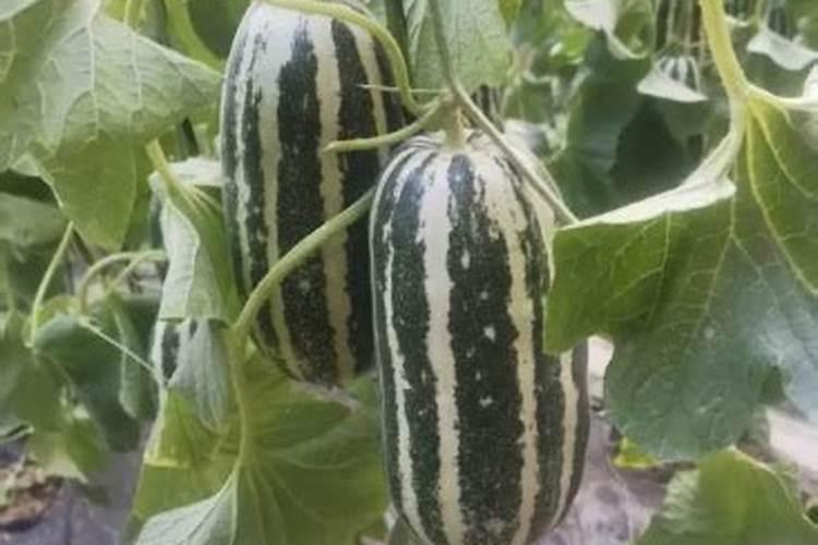 棉花后期需要什么肥料