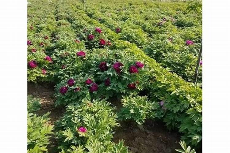 这是什么植物？