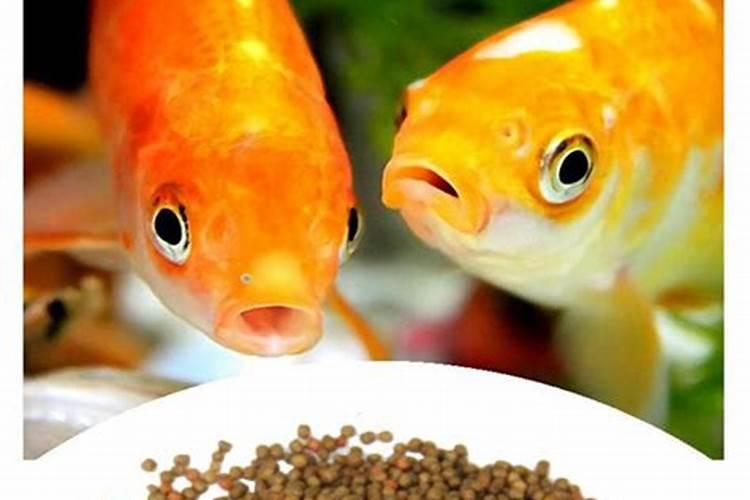 成体鱼的料多少蛋白质的合适些啊？