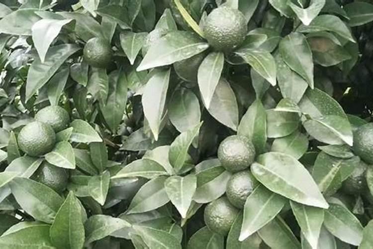 沃柑初果期种植管理技巧 沃柑养殖方法总结