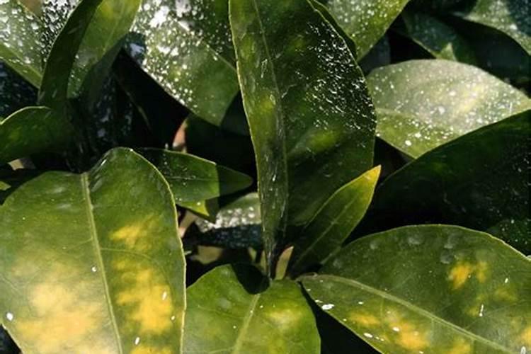 沃柑高产关键种植技术要点 沃柑种植注意事项有哪些