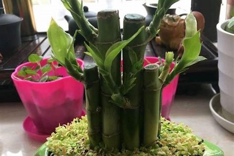 杨树什么时候施肥最好？