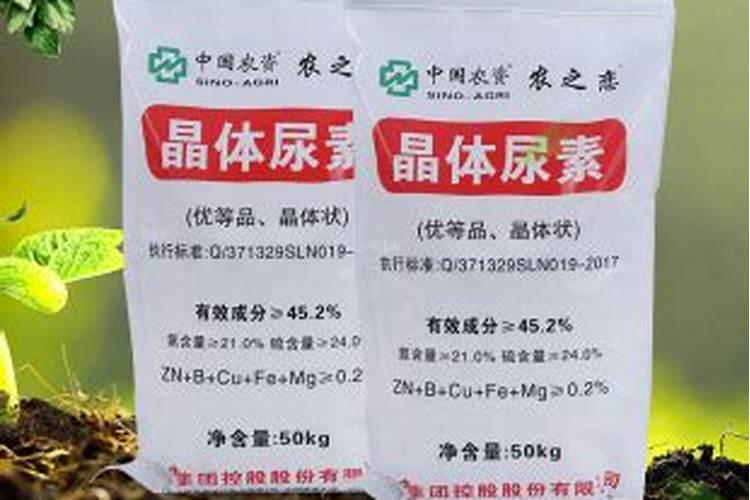 老来俏花怎么浇水