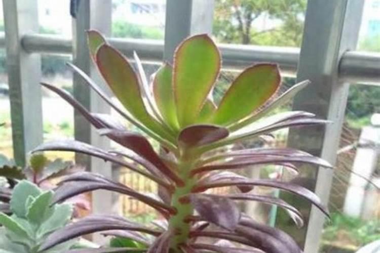 芸苔素对小麦起什么作用