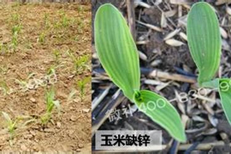树仔菜有毒是真的吗