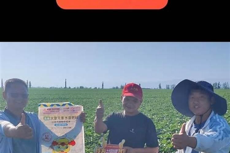 我养的茶花为什么开花开的不大呢？需要上什么肥？