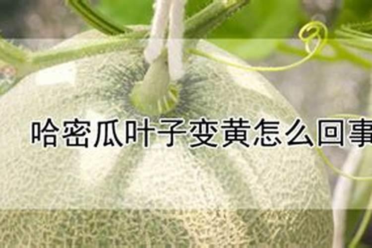 哈密瓜枯萎黄萎病用什么肥料防治？为何会出现枯萎黄萎病？