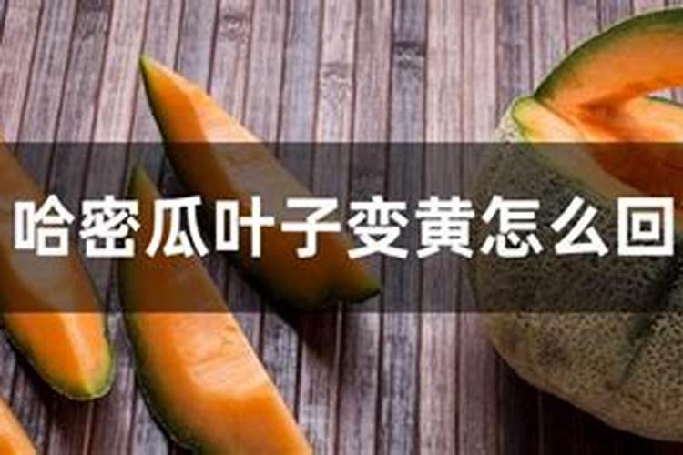 哈密瓜育苗暖棚到大地时叶子卷曲是怎么回事？