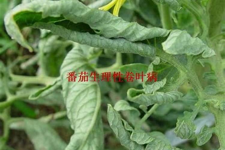 葫芦追肥用什么肥料 施肥后如何养护