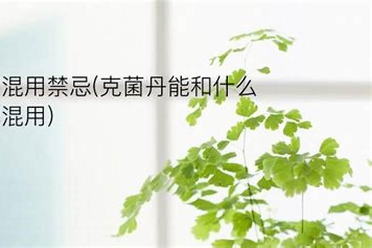 文竹喜欢什么肥料
