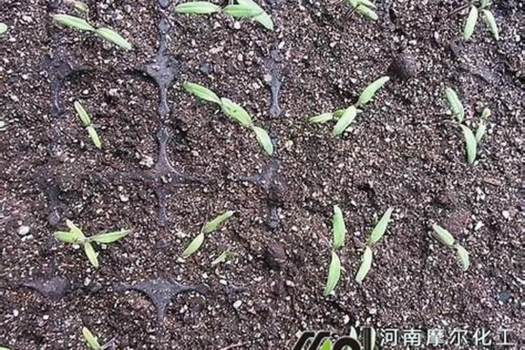 大棚阴天下雨可以打叶面肥吗