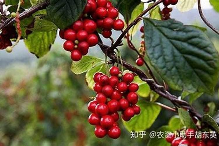熟姜有哪些营养成分？