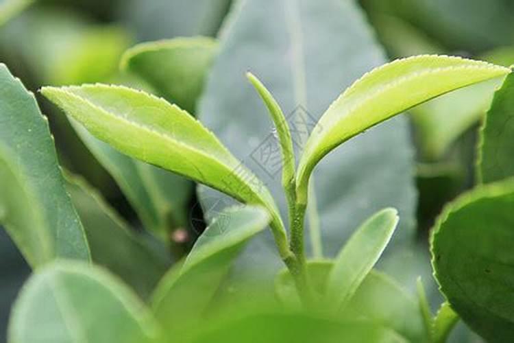 复合肥能做茶叶叶面肥吗