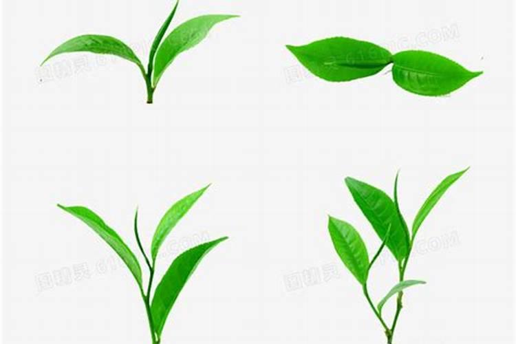 茶叶化肥使用方法