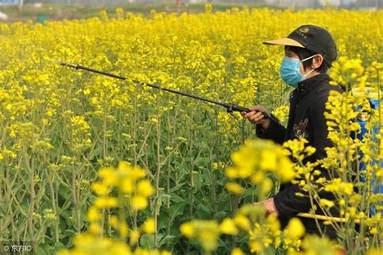 芸苔素、磷酸二氢钾和有机硅能一起用吗