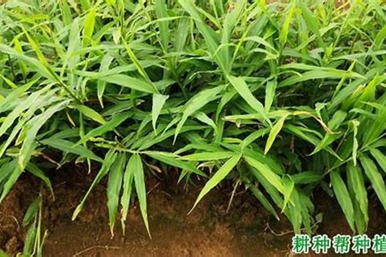 花多多3号肥适合什么花？