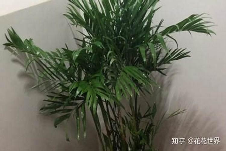 在农村种植四季豆,需要什么样的环境条件？
