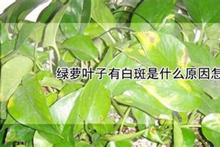 金银花底肥放什么肥好(底肥施用方法)