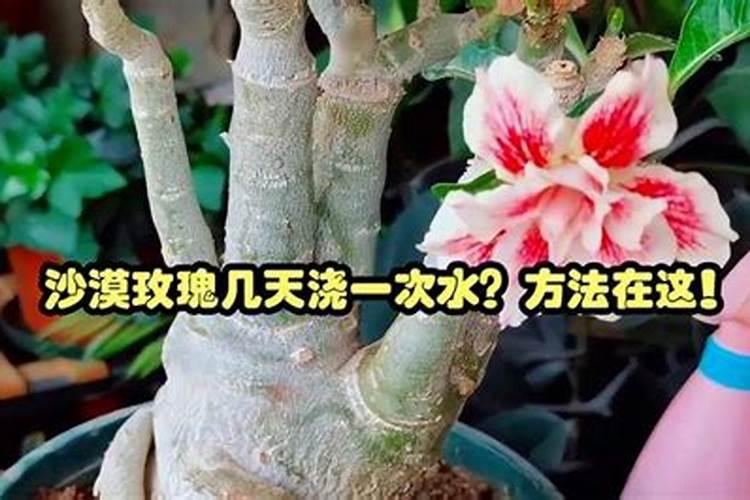 碱性地种花生怎么样