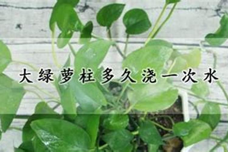 定州东方园林苗圃场经营范围
