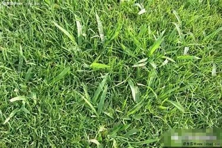 菜子榨油后 油渣发酵后有毒吗？