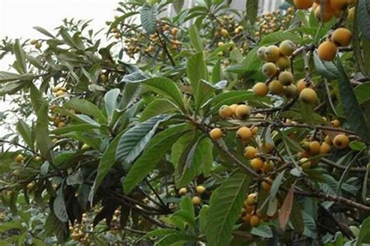 植物必需的营养元素有哪些？