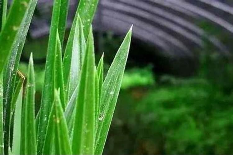 碳酸氢铵是什么肥,作用和功效是什么