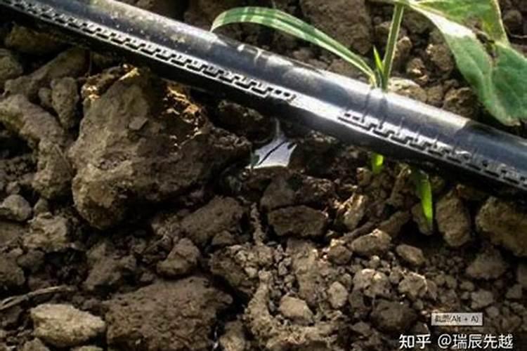 玉米滴灌栽培,做好哪些工作可以实现玉米高产和优质？
