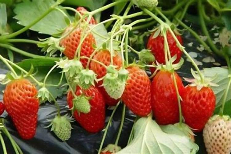 种植草莓需要哪些肥料