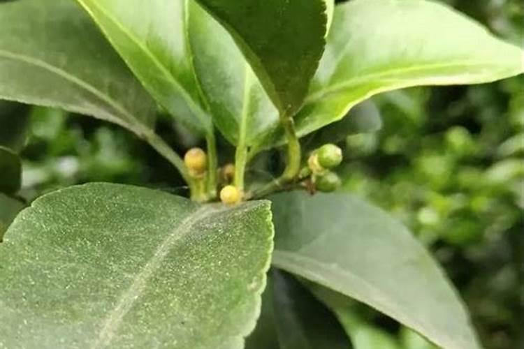 芸苔素哪个厂家出的最好