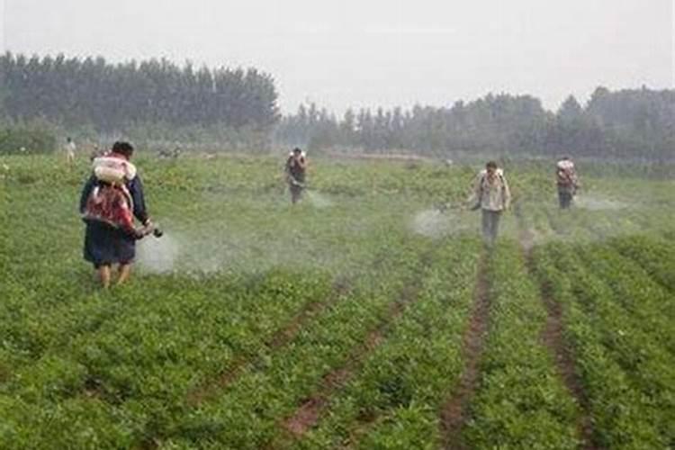 黄豆水发酵变臭怎么浇花怎样用黄豆做花肥不臭