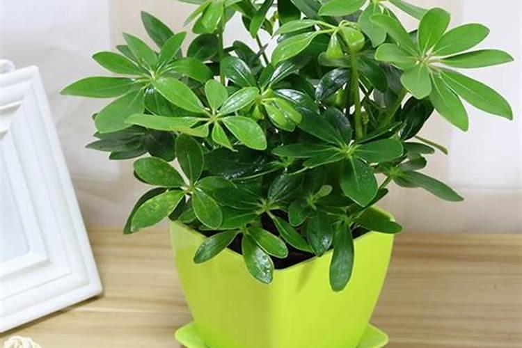 栀子花用什么肥料最好