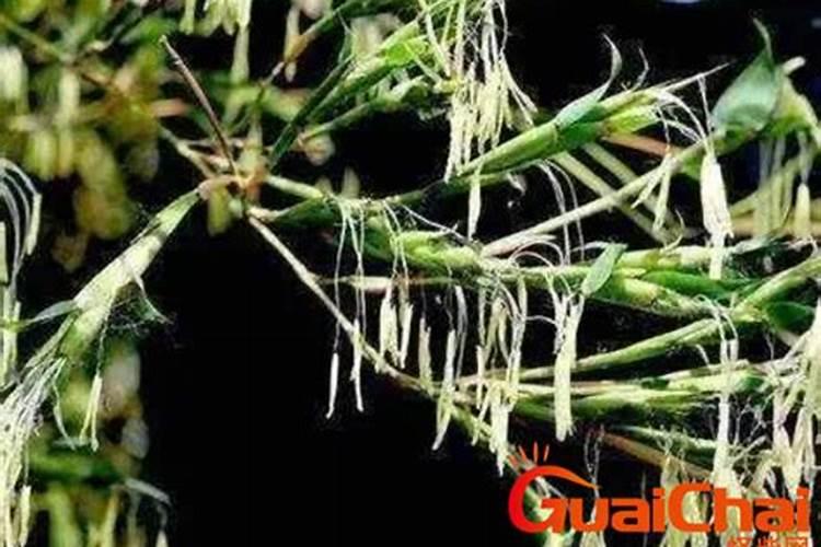 竹子施尿素会死吗,是真的吗,人们说施上了,就会开花