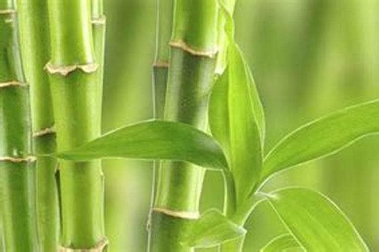 竹子喜欢什么肥料