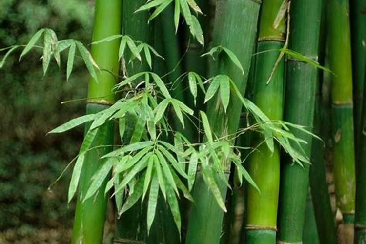 毛竹开花吗？