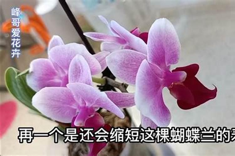 蝴蝶兰开花时能施肥吗