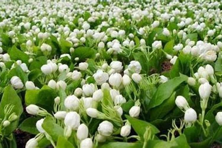 茉莉花如何养护能把花养爆盆
