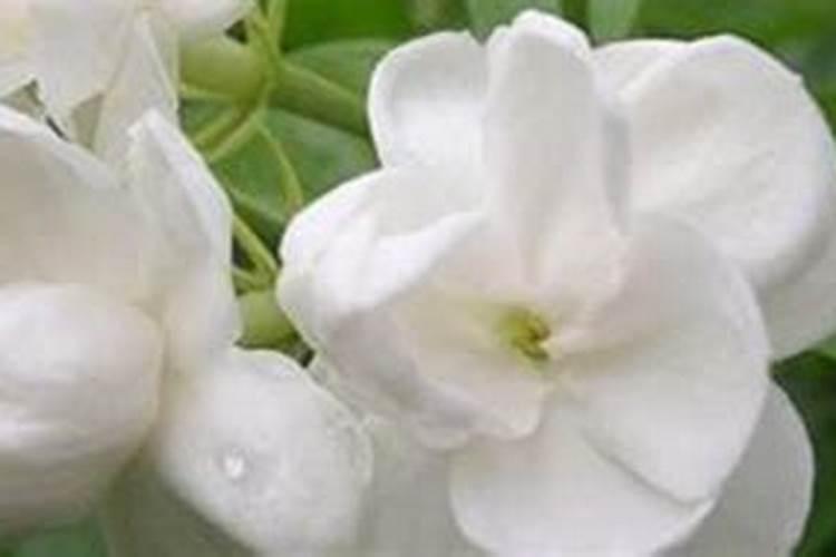 茉莉花专用肥能给兰花用吗