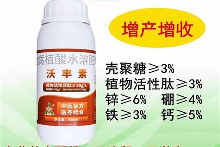 玉树是多肉吗