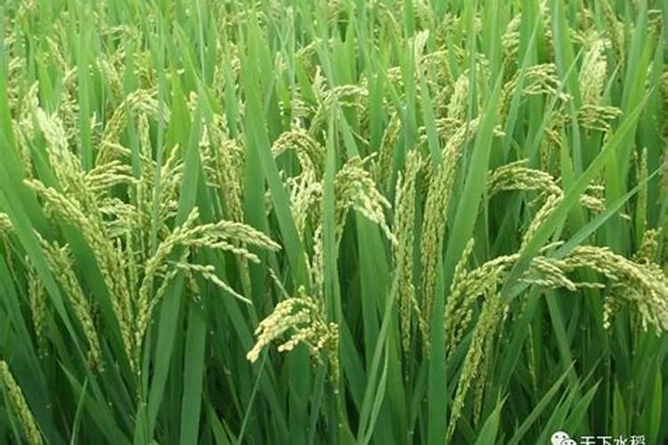 玉米用掺混肥好还是用复合肥好(种植玉米用什么复合肥好)