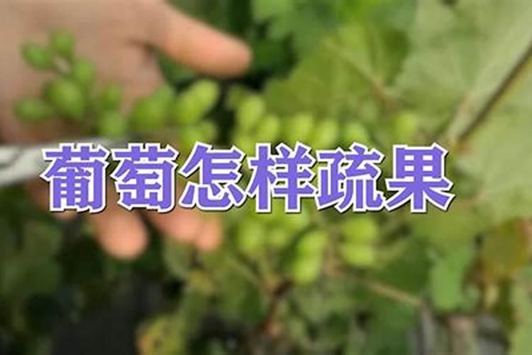 葡萄全年施肥一览表