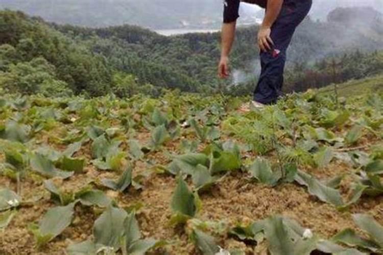 种植黄瓜如何使用磷酸二氢钾？