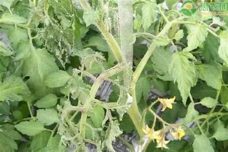 植物施肥过多烧根了怎么办