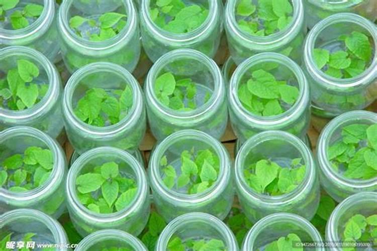 柑橘专用叶面肥 果树叶面肥哪家好 柑橘用什么叶面肥效果好