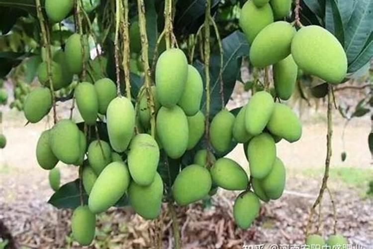 芒果树结果期怎样施肥