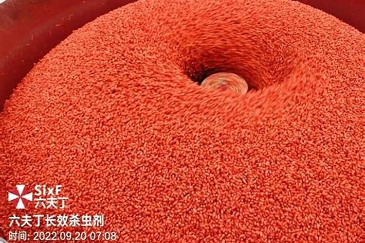 九死还魂草有毒吗 可以放在室内养吗