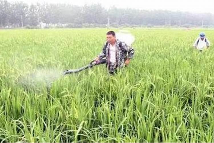果树地除草用什么除草剂 除草剂药害怎么解决