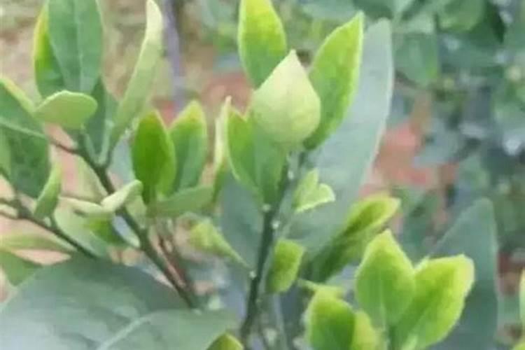 哪些蔬菜的钙含量特别高？