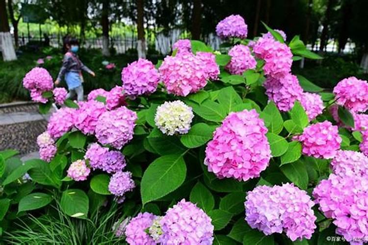 绣球开花后怎么施肥